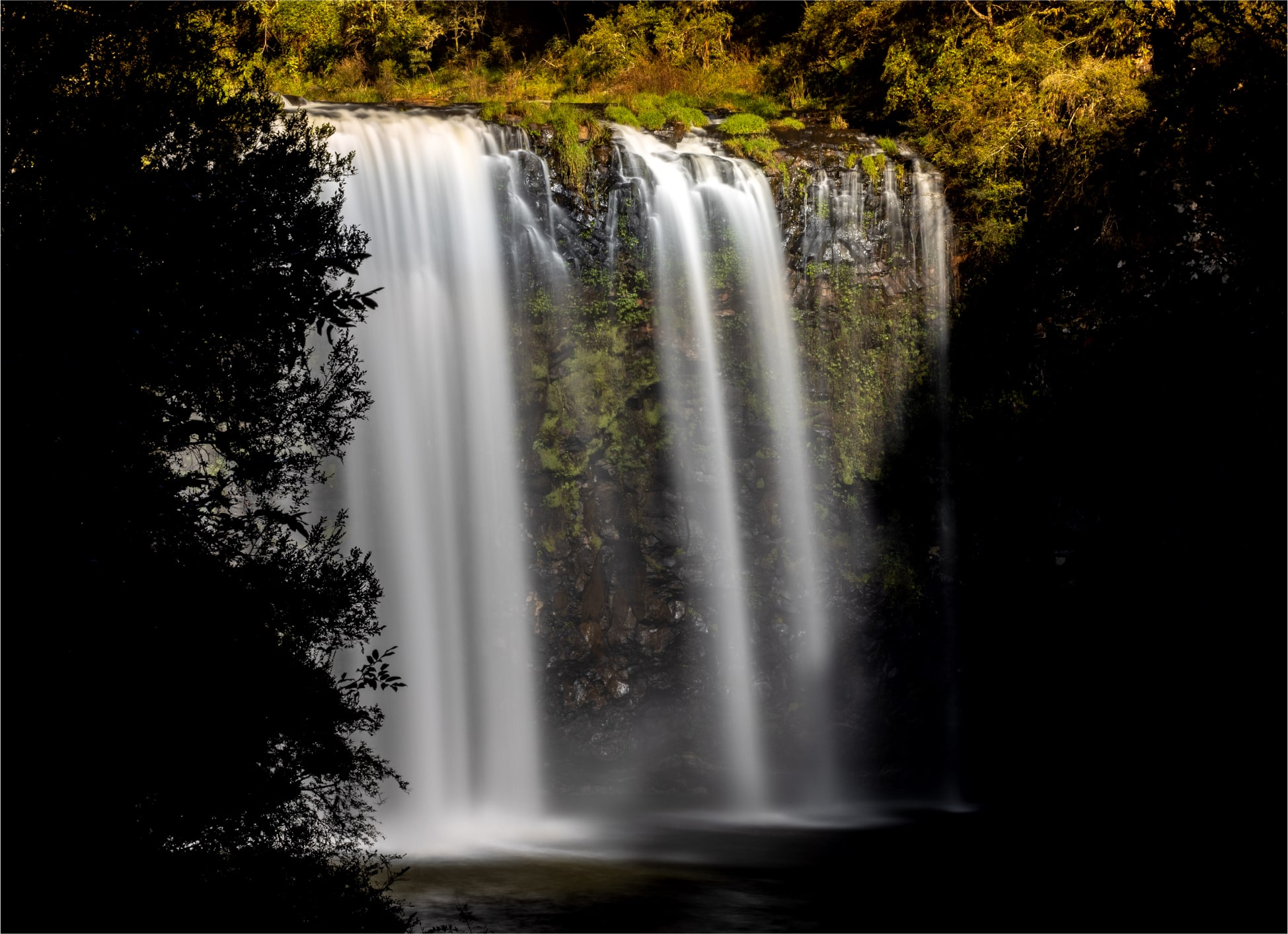 are dogs allowed at dangar falls