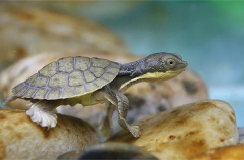 Biodiversity Home of Bellingen Shire