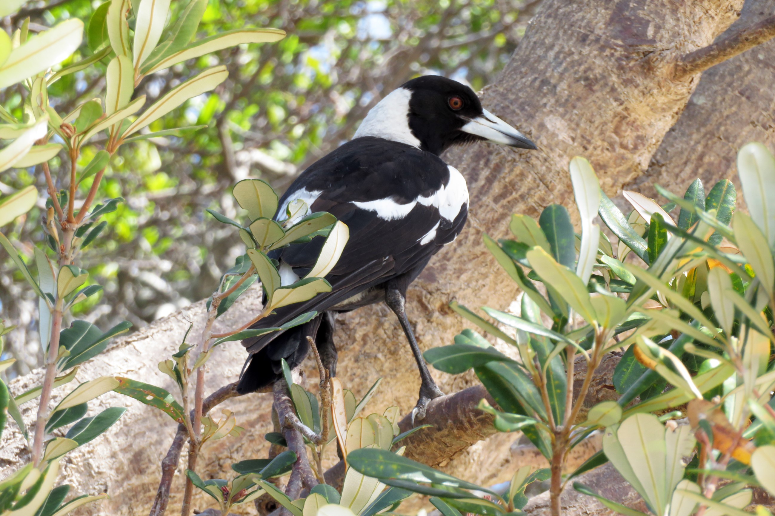 File:Black-billed Magpie.jpg - Wikimedia Commons