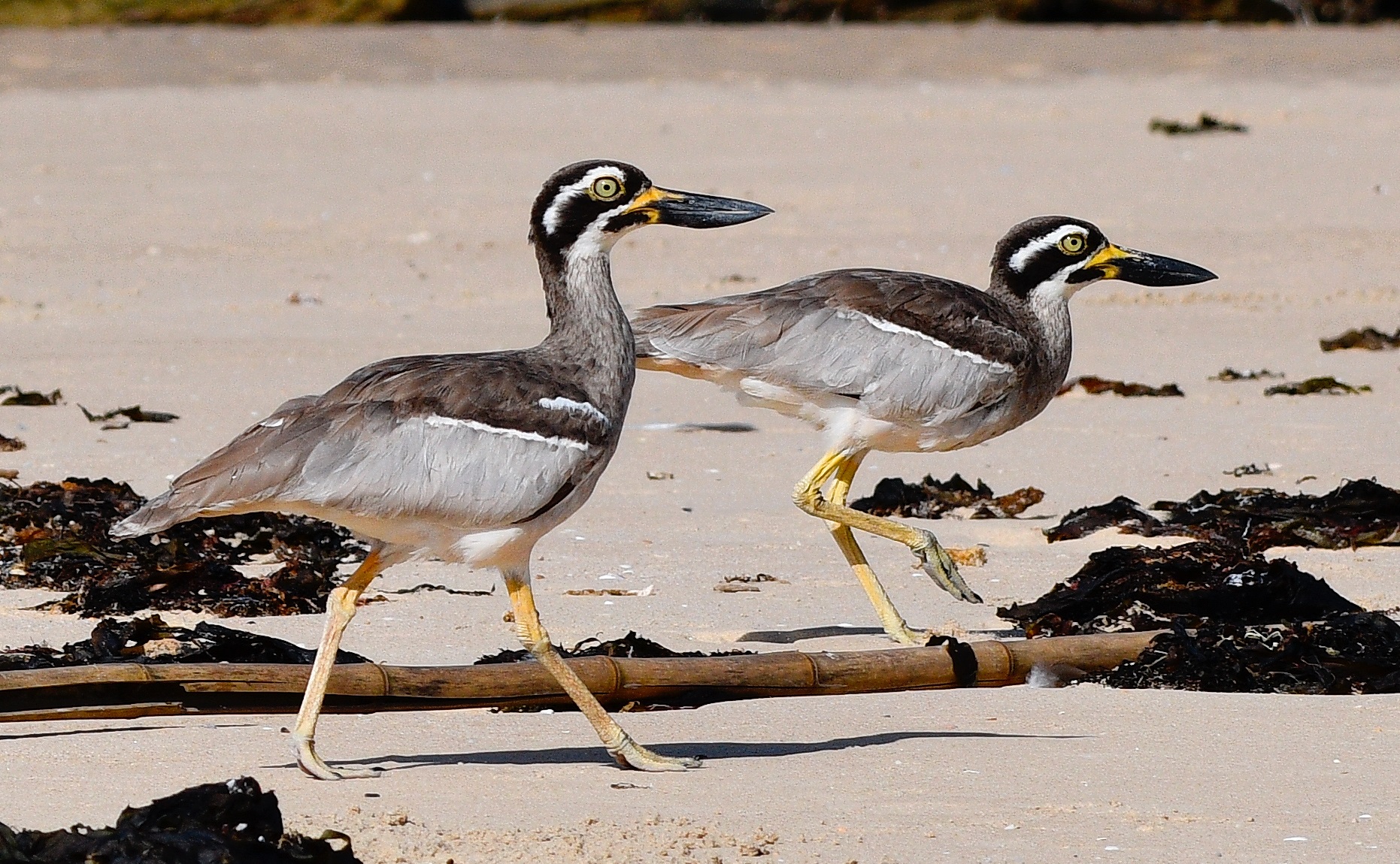 Beach Stone Curlew Brad Nesbitt.jpg