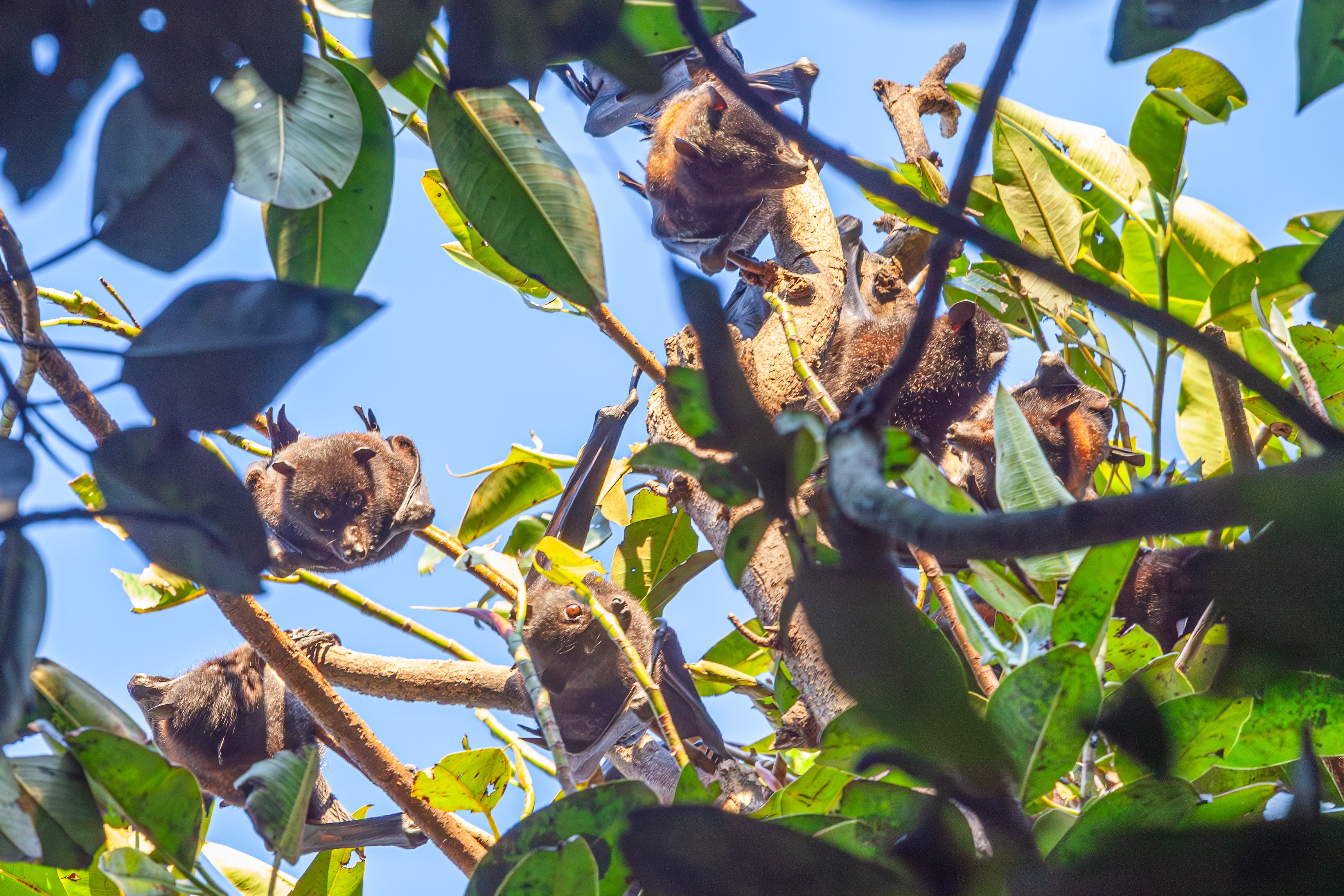 Bellingen Island Flying Foxes 3.jpg