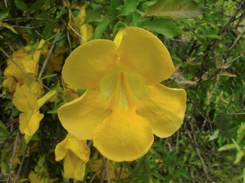 CCC Flower.jpg