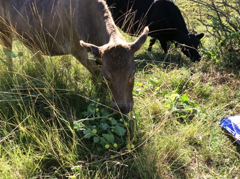 Cows eating TSA.jpg