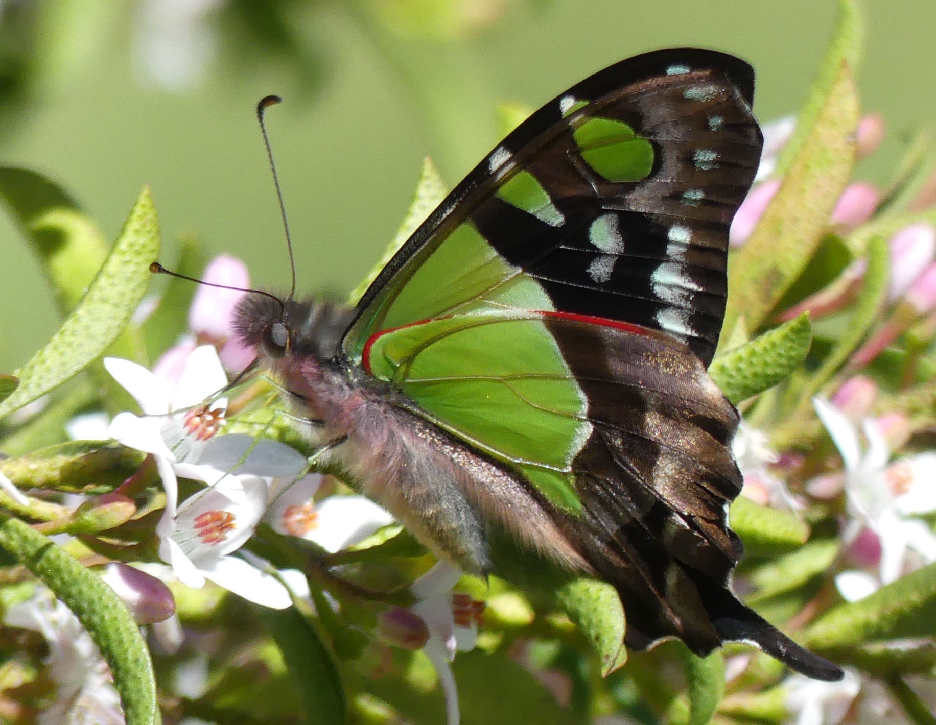 Graphium macleayanus Macleay's Swallowtail27.jpg