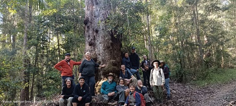 Koala Walk Big Tree.jpg