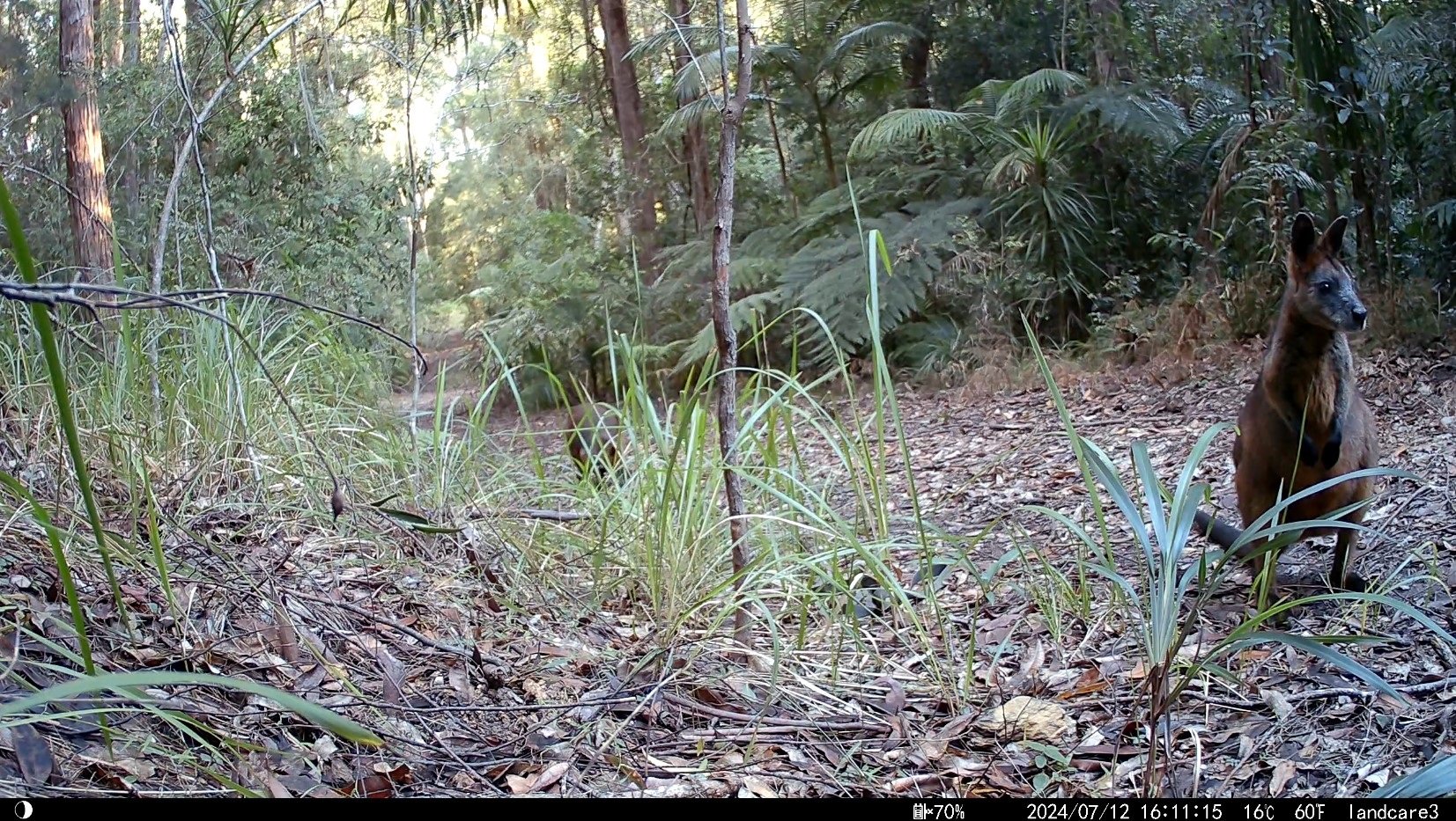 Wallaby Trail Cam.jpg