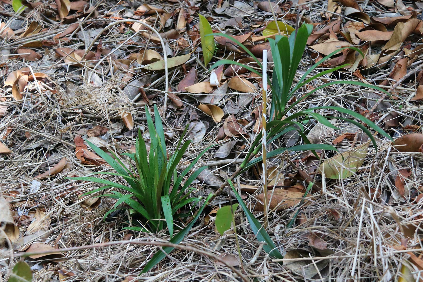 Native plant 